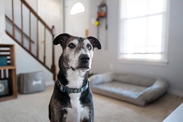 istock Obedient Dog in Living Room 2211177857