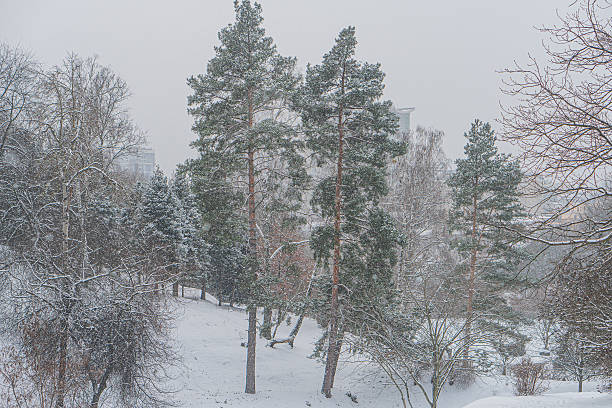 Snowy landscape, leafless deciduous trees in park setting, overcast sky, distant residential buildings, serene ambiance