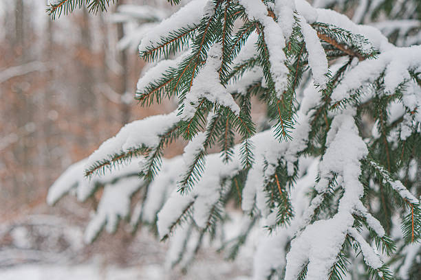 istock Close-up view of snow-dusted evergreen branches against a gray gradient backdrop 2211183085