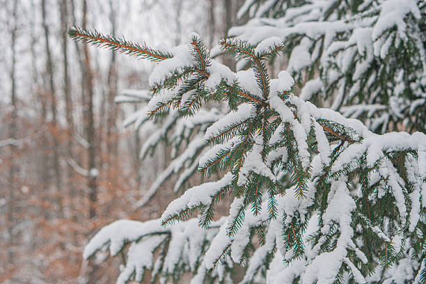 A winter scene showcases a snow-laden coniferous tree against a backdrop of bare deciduous trees and a gray sky, conveying a serene and tranquil ambiance