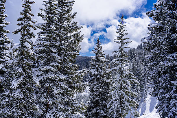 Snowy Frosted Trees Vail Mountain Gore Range Views - Spruce and fir forests covered in fresh snow after snow storm on sunny morning. Gore Range Mountains view in distance. Vail, Colorado USA.