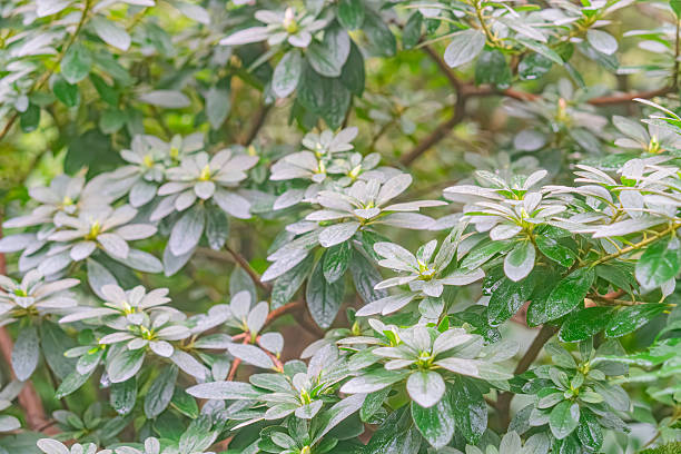 Image showcases close-up, intricate foliage textures and patterns Leaves overlap like a quilt, varying in size and color, some reflecting surroundings Depth created by reflective surfaces Suggests