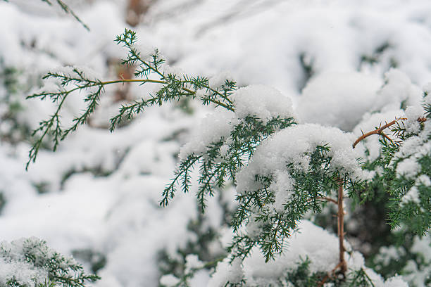 istock Image depicts a snow-covered, textured evergreen branch in a forested area The serene wintry atmosphere stands out 2211183280