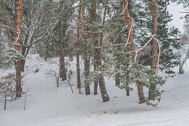 istock A wintry, serene landscape with coniferous trees covered in fresh snow, taken from a high vantage point The image has a grungy, artistic overlay 2211183345