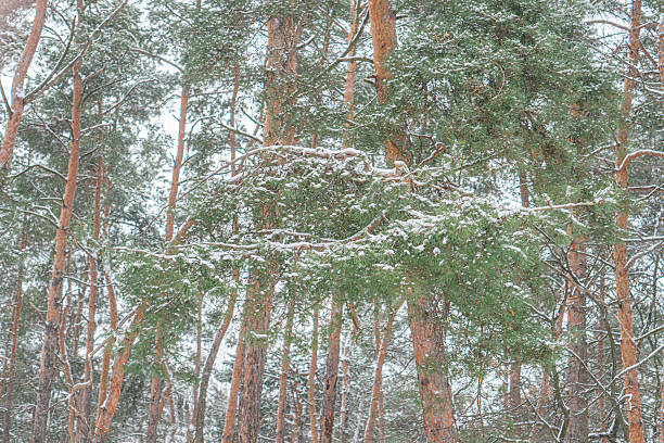 istock A tranquil winter scene featuring numerous snow-covered birch or deciduous trees and evergreens in a solitary forest setting The image is a photograph capturing the essence of a snowy woodland 2211183357