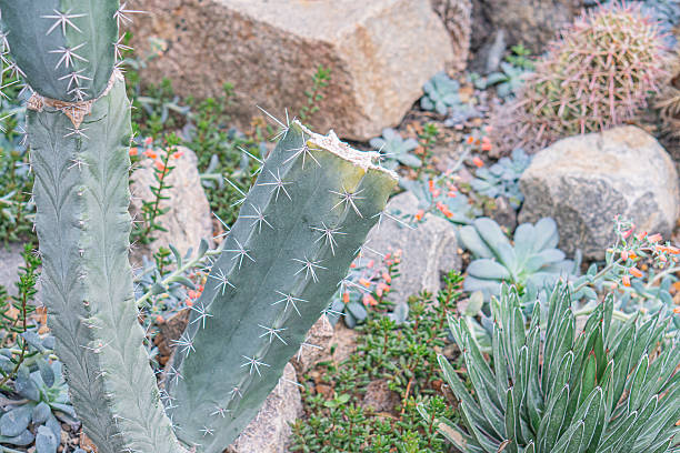 istock Image of a cactus with several spiny arms, possibly in a natural environment or well-designed garden 2211183370