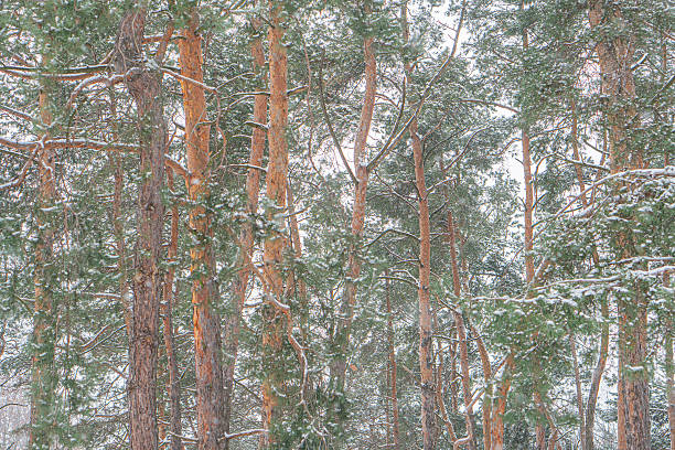 Image of a snowy pine forest during winter, with subdued lighting and no visible sky