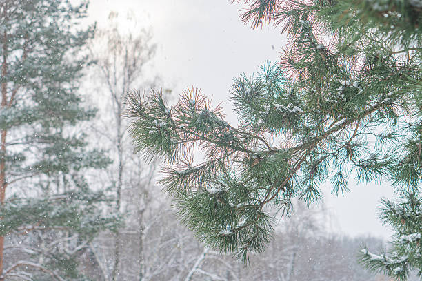 A serene winter scene from inside a building shows trees dusted with snow and brown leaves, likely birch or deciduous species The overcast sky adds to the tranquil ambiance of the image