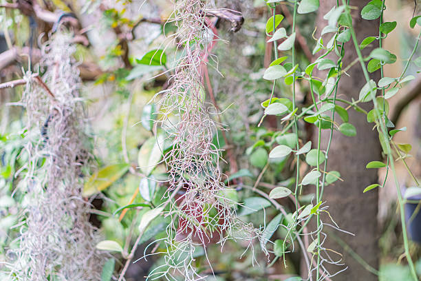 istock Image shows indoor space with hanging ferns and other plants, supported by wire baskets Natural light filtering in 2211184181