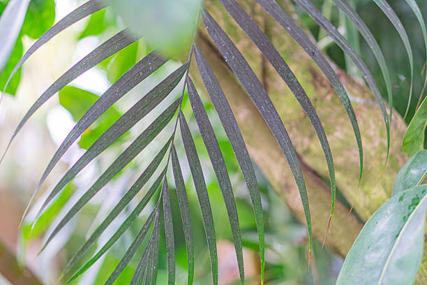 Blurred image of possible organic material or textured fabric, resembling plant leaves
