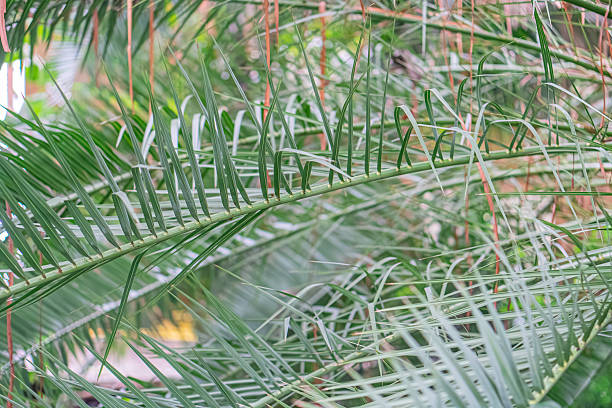 istock Image shows a close-up of glossy palm leaves with intricate patterns, set against a dense canopy background The photograph highlights the texture and structure of nature 2211184490