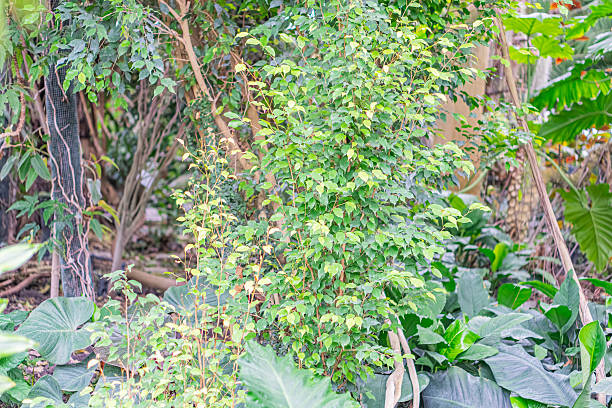 istock A lush tropical scene, filled with various plants and vibrant greenery 2211184624