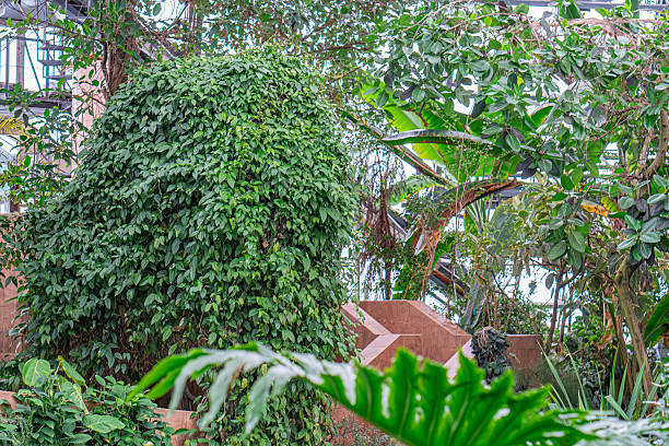 istock A lush, diverse tropical garden with various plants and textures under filtered daylight 2211184859