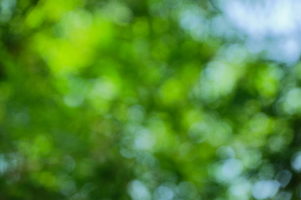 istock bokeh background of tree leaves 2211185446