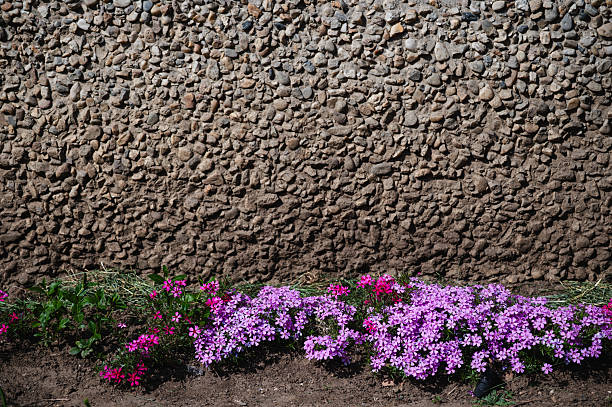 Clusters of pink and purple phlox flowers bloom at the base of a rough, textured stone wall. The vibrant floral colors contrast strongly with the muted tones of the wall and soil, creating a striking visual composition. The image captures the harmony between natural beauty and built environment.