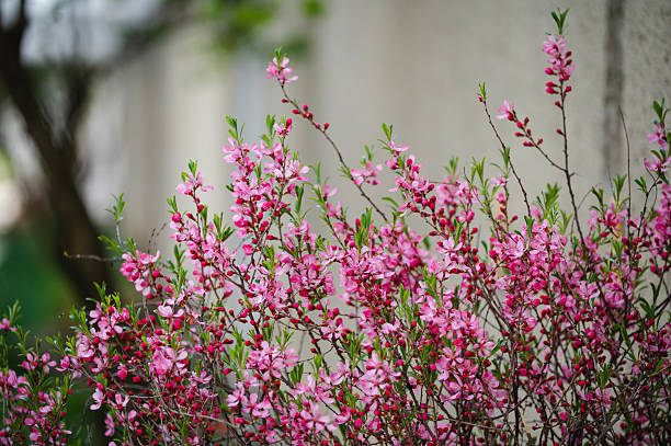 Flowering trees with spring pink blossom and dew in nature with Copy space. Selective focus.