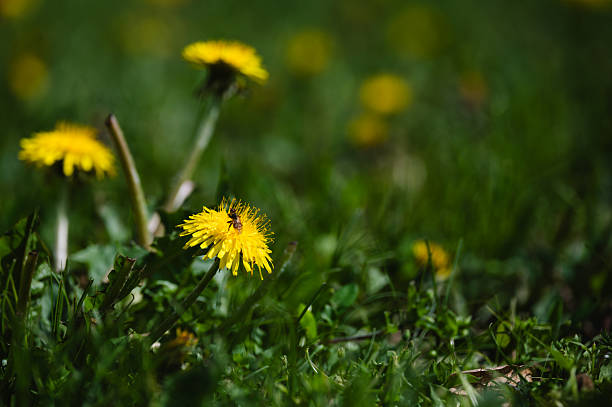 A close-up view of a bright yellow dandelion blooming in green spring grass, with a small insect resting on its petals. The blurred background adds depth and draws focus to the flower’s fine details. The scene captures the small-scale beauty of nature in full awakening.