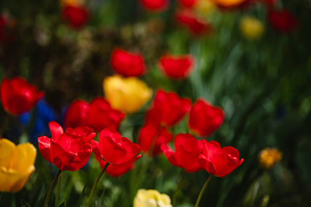 A vibrant tulip garden bursts with red, yellow, and orange flowers under the warm light of spring. The lush green leaves and blurred background enhance the rich hues of the tulip petals. This cheerful and dynamic scene captures the energy and beauty of the season in full bloom.