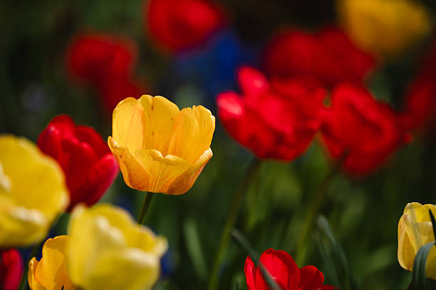 Bright red and yellow tulips blooming in spring garden
