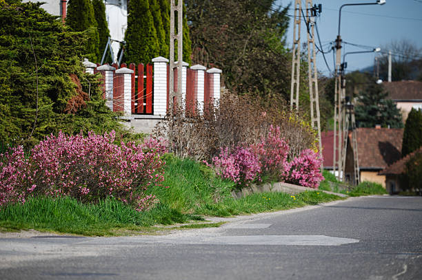 A quiet suburban street lined with blooming pink shrubs and green grass during a sunny spring day. The image features a mix of ornamental plants, a red-and-white garden fence, and utility poles receding into the distance, creating a peaceful neighborhood atmosphere. Natural light highlights the vibrant colors and textures of the scene.
