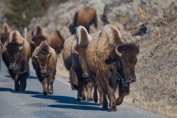 istock Bison or buffalo marching east through mountains to get to springtime grazing land 2211186067