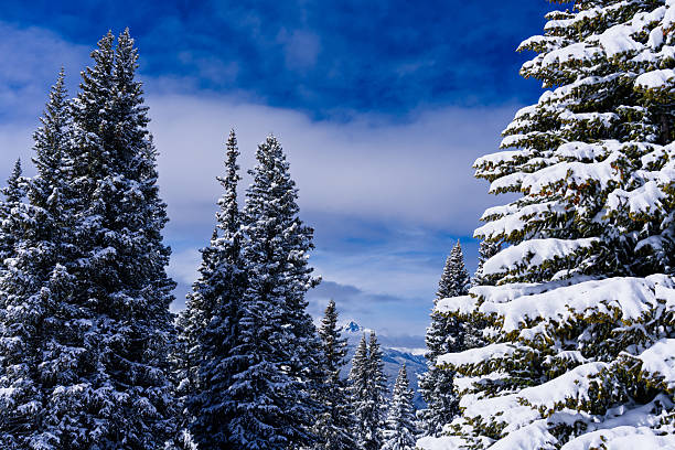 Snowy Frosted Trees Vail Mountain Views - Fresh snow blanketing the landscape in winter wonderland views. Frosted trees and distant mountain view of rugged snowcapped peaks including Mount of the Holy Cross. Vail, Colorado USA.