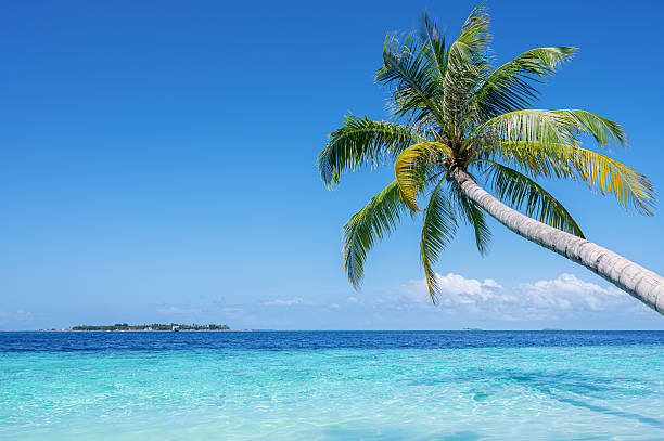 istock Coconut palm tree and beautiful turquoise sea on tropical paradise beach 2211189652