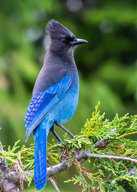 istock Colorful stellar blue jay perches on a green branch in a natural setting during daylight 2211189863