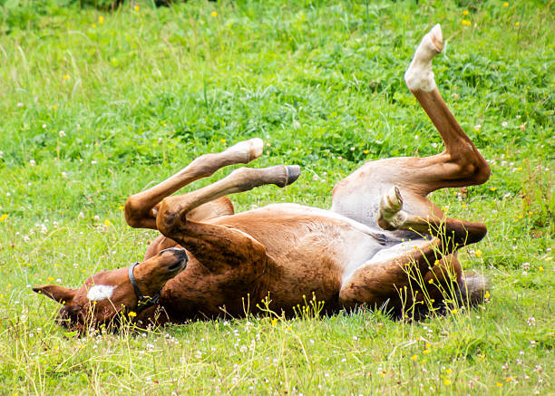 istock Young horse rolling on green grass in a sunny field during midday 2211189901