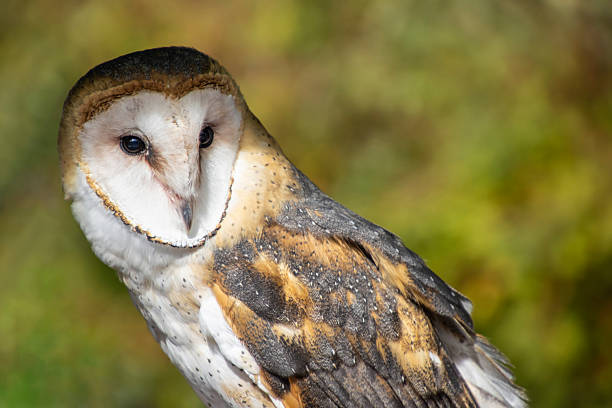 istock Captivating close-up of a barn owl in a natural setting during daylight hours 2211189924