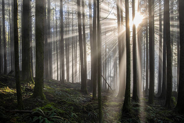 istock Sunlight filters through trees in a serene forest, creating a magical atmosphere in the early morning 2211189936