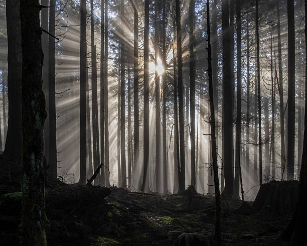 istock Sunlight filters through tall trees in a serene forest during a misty morning 2211189970