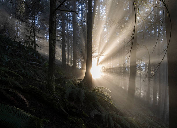 istock Sunlight filters through dense forest creating a magical atmosphere in the early morning hours 2211190017