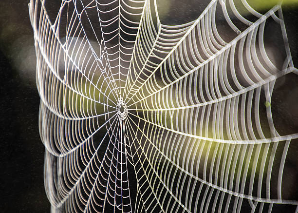 Intricate spider web glistens in morning light showcasing nature's artistry