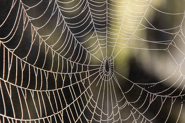 istock Intricate spider web glistening with dew on a serene morning in nature 2211190060