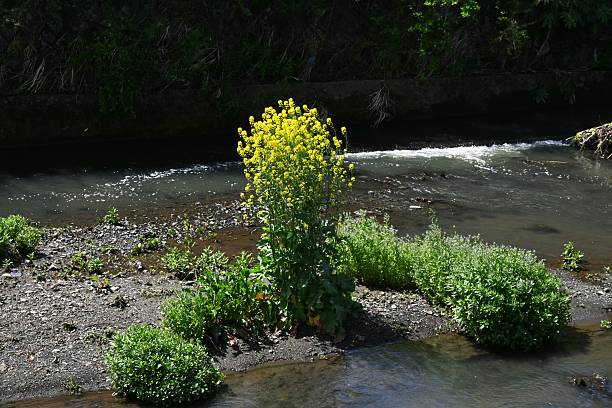 istock Canola flowers blooming in a stream. Spring scenery in Japan. 2211190301
