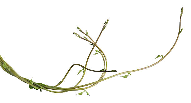 vine plant climbing isolated on white background. Clipping path