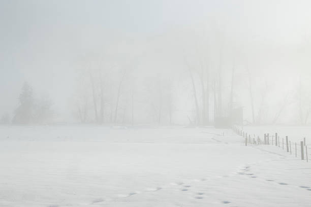 A tranquil winter landscape reveals a snow-covered field shrouded in dense fog. Bare trees line the horizon, creating an ethereal atmosphere on a calm, chilly day.