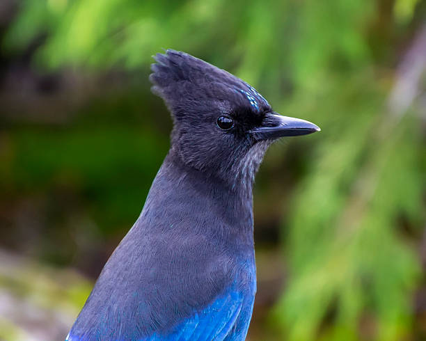 istock Striking stellar blue jay perched gracefully among lush greenery in a natural habitat 2211193539