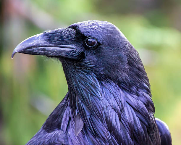 istock Majestic raven perched amidst vibrant greenery, showcasing iridescent feathers on a sunny day 2211193545