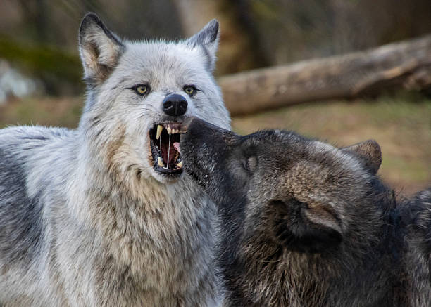 istock Wolves playfully interacting in a natural habitat under soft sunlight during early morning hours 2211193565