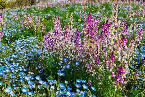 Spring season. Nemophila and linaria flowers in full bloom.
