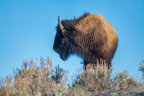 In northern Yellowstone National Park, Wyoming, United States.