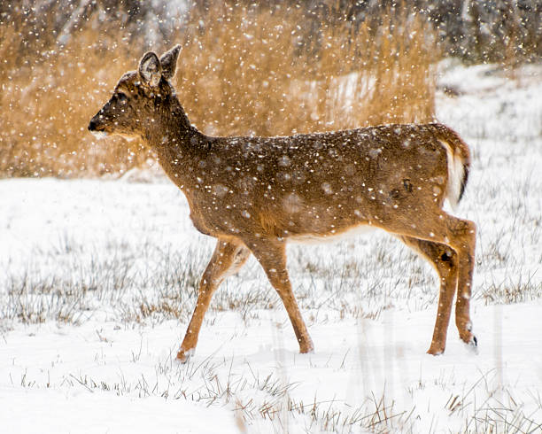 A young deer walks calmly through a snowy field, its surroundings blanketed in fresh white snow, while snowflakes gently fall from the gray sky above, creating a tranquil winter scene.