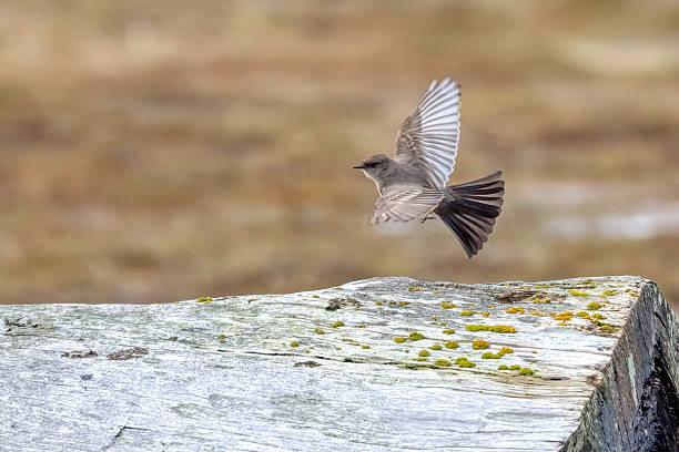 istock Say's Phoebe flying over a dead tree root, Richmond, BC, Canada 2211196301