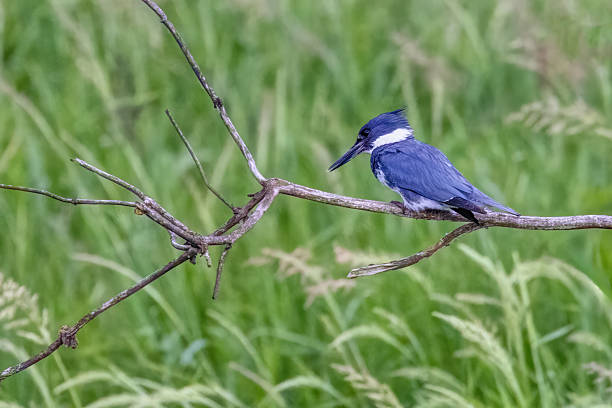 Belted Kingfisher perched on a branch, BC, Canada