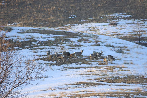 istock Whitetail Deer In Winter 2211197456