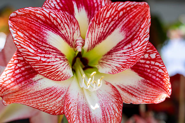 Close-up of an amaryllis