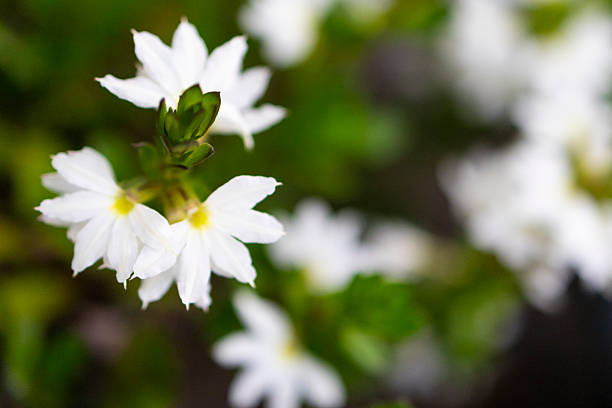 Scaevola, commonly called fanflower or fairy fanflower, is a perennial plant native to Australia that is often grown as an annual in temperate climates. It is known for its unique fan-shaped flowers, which can be blue, purple or white.