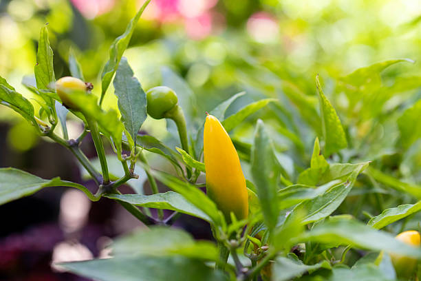 The chilli piquín, also known as chiltepín or amashito, is a small, very hot chilli cultivated in Mexico and Central America. It is a type of wild chilli of the species Capsicum annuum. It is used in Mexican cuisine to add spice and flavour to various sauces, stews and other dishes.